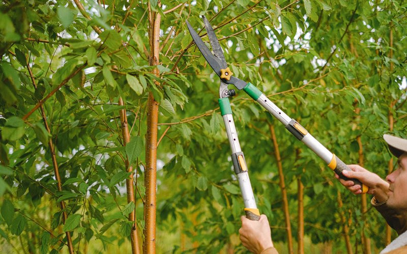 Tree trimming in Aneta, ND