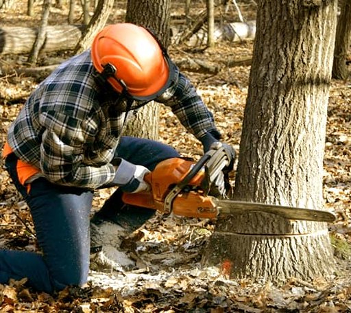 Tree Removal in Aneta, ND